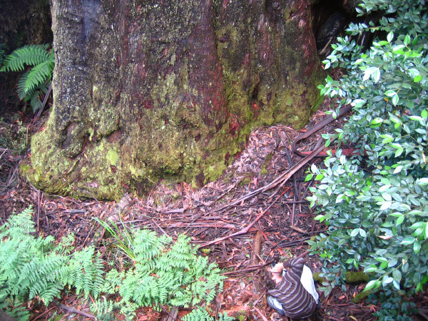Tasmanien 054_bearbeitet