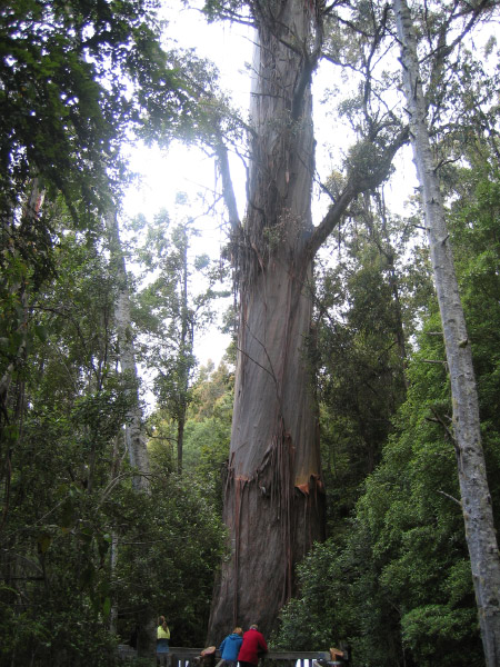 Tasmanien 056