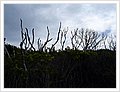 42105_bundeena.jpg