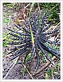 42135_bundeena.jpg