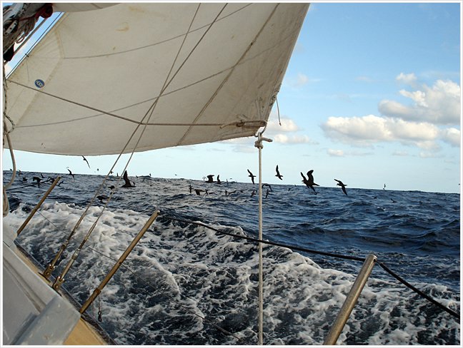 51145_Sailing.jpg