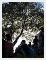 93062_newtonfestival.jpg